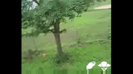Катастрофа с камила