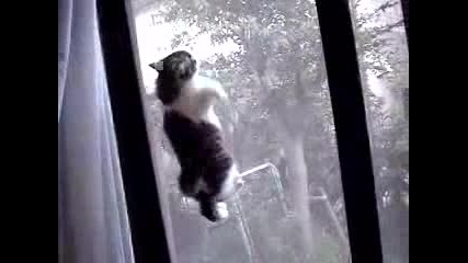 Котката Нинджа