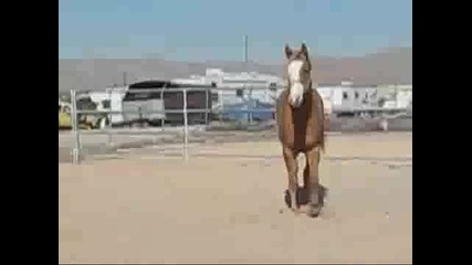 Horse Running