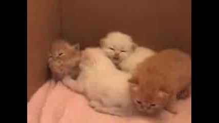 Много сладки Бебета Котета 
