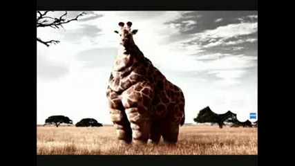 Odd Animals.avi