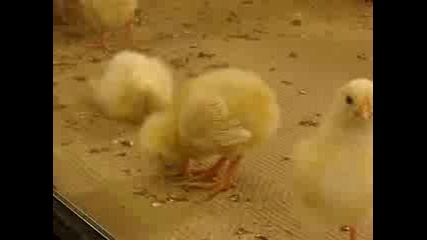 Патенце заспива :) 