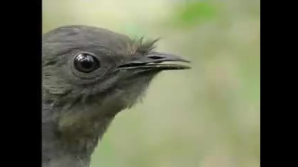 Amazing Bird sounds from the lyre bird - David Attenborough - Bbc wildlife 