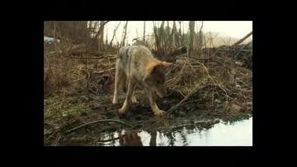 Вълчи сезон / Волчий сезон (2008) [част 3]