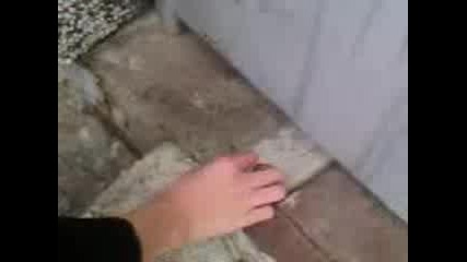 Звяр 