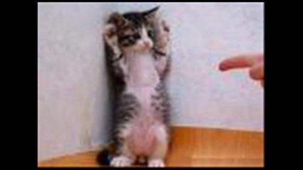 Funny Animals Part 1