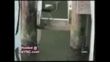 funny animals 