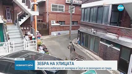 ЗЕБРА НА УЛИЦАТА: Животното избягало от зоопарк и се разходило из града