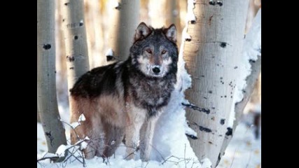 Wolf Attack Vol.17