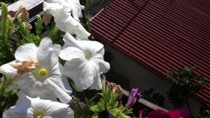 Ipod 4 - Camera test