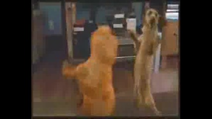 Garfield - Dancing Cat