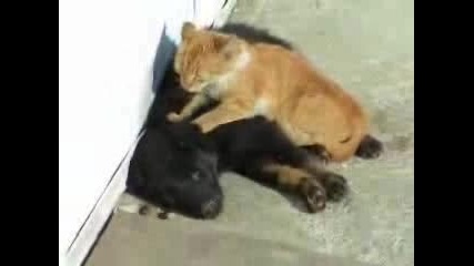 Коте прави масаж на куче