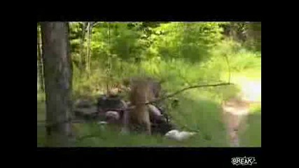 Сърна Пребива Мъж
