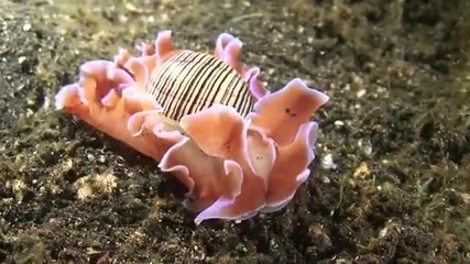 морски същества ( 1 част)