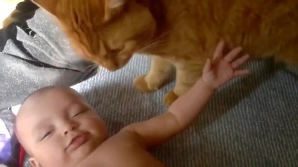 Котки Обичат Бебета - Забавна Компилация
