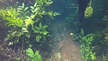 В Бразилия могат да се разхождат под вода