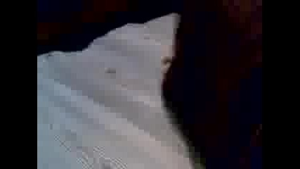 Мини пинчерче