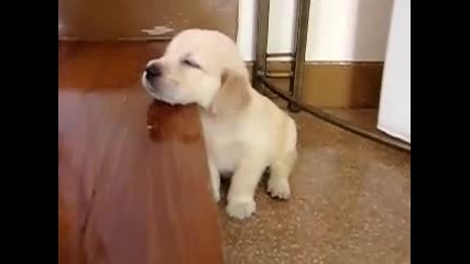 Кученце бебок - голдън ретривър спи на стълба 