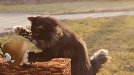 Котката Марио - Пародия на Марио Брос
