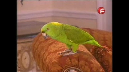 Дивата котка 135 епизод 2 част