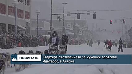 Стартира състезанието за кучешки впрягове Идитарод в Аляска