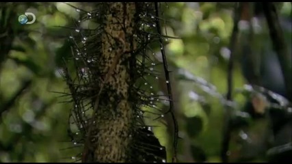 Man vs. Wild - Bear's Ultimate Survival - Man vs. Flora