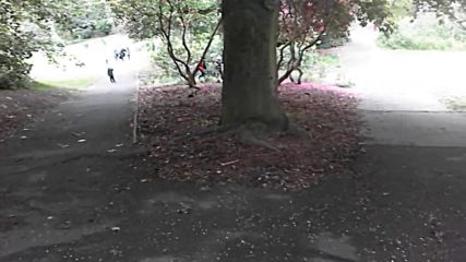 куче хваща играчка в парка Чарлтън -лондон