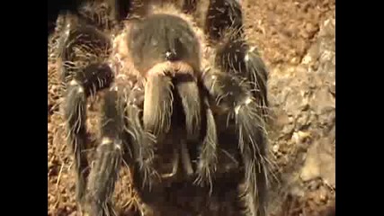 Lasiodora Parahybana Crunch Time 