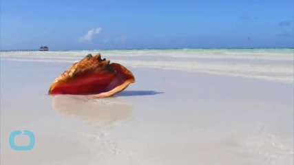 Microscopic Wonders Discovered in the World's Oceans