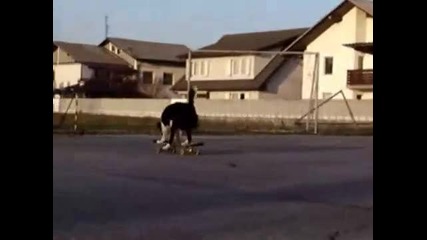 Невероятно Куче кара скейтборд! 