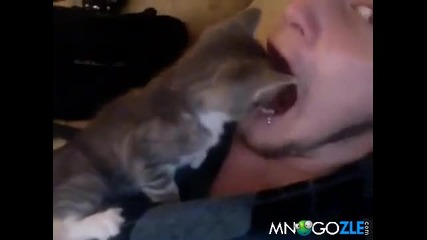 Коте си търси белята.!