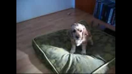 Trick Of Dog