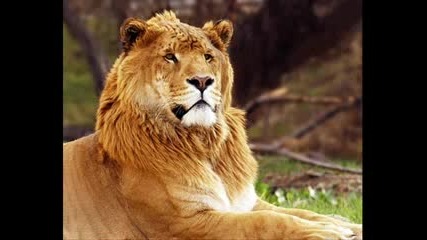 Liger