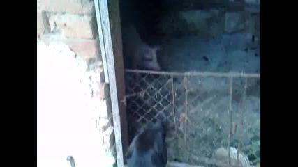 pitbulll