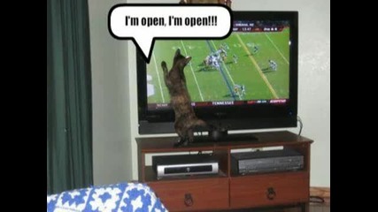 Very Funny Cats 46