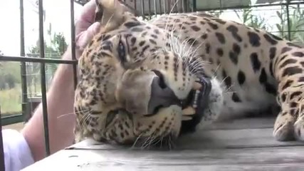 Леопард мърка от кеф като го погалят .