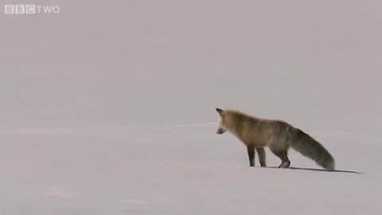Лисица Ловува на сняг High - Quality 