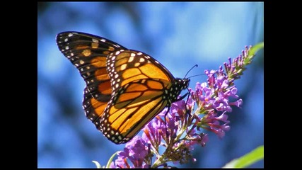 Bushido - Schmetterling (пеперуда) (превод)