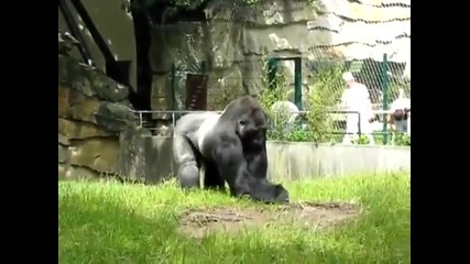Горила се шегува със служителите в зоопарка