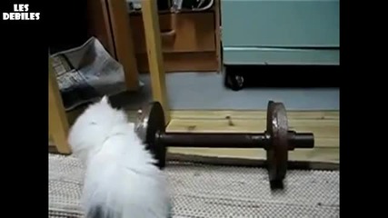 Коте се опитва да вдигни гиричка 