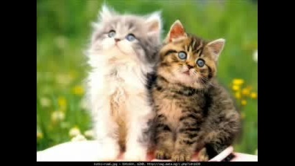 Sweet Animals