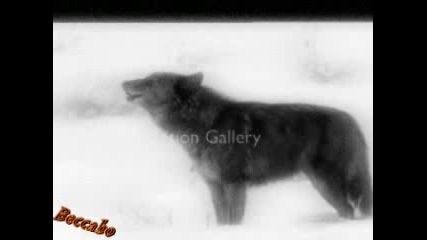 Wolves - Hello - Evanescence