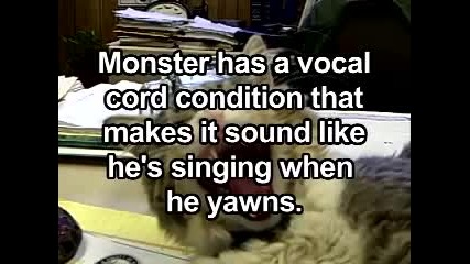 Monster the Singing Cat!