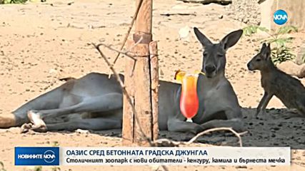 ОАЗИС СРЕД БЕТОННАТА ГРАДСКА ДЖУНГЛА: Столичният зоопарк с нови обитатели - кенгуру, камила и бърнес