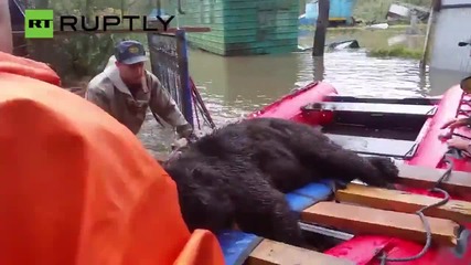 Спасители изкараха изтощените мечки от наводнения зоопарк в Усурийск