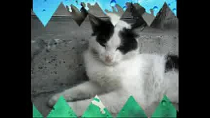 животни