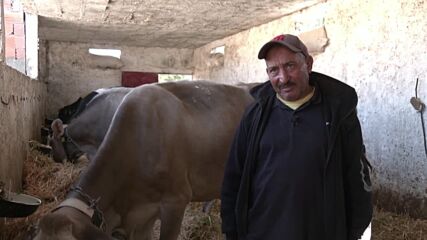 Приложение помага на фермери да отглеждат крави екологично (ВИДЕО)