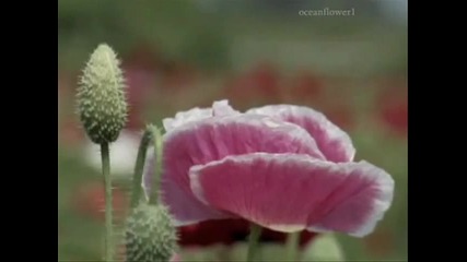 Летен вятър - Релаксираща музика