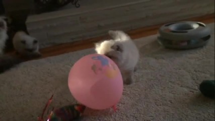 Малко сладко коте си играе с балон 
