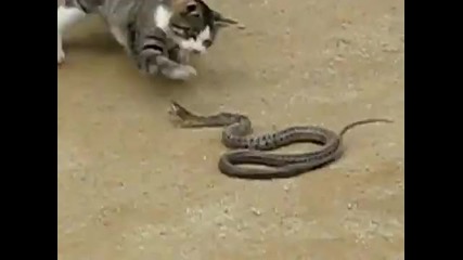 Котка убива змия 